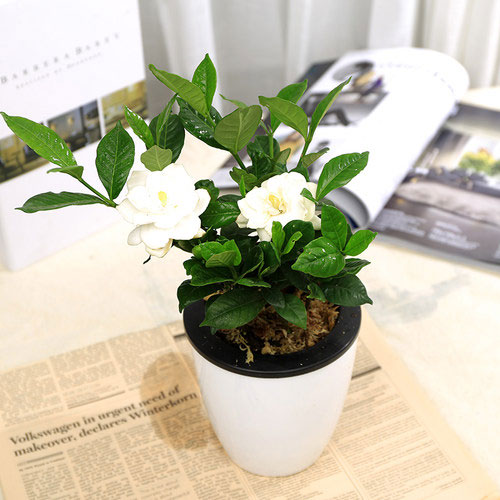 写字楼办公室内八大植物推荐(绿植篇)